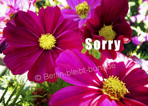 Blumen Postkarte B-021 / Sorry