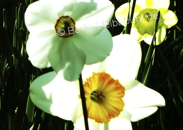 Blumen Postkarte B-006 / Guten Morgen