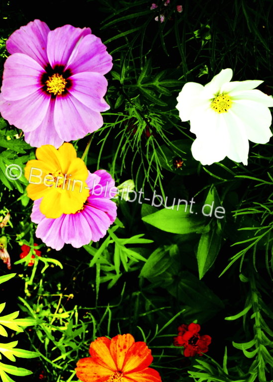 Blumen Postkarte B-035 / Blühende Phantasie