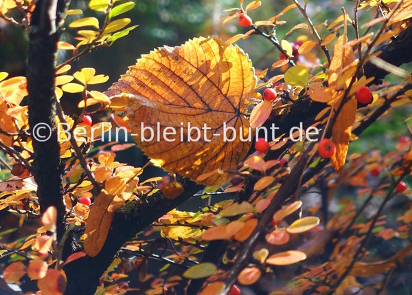 Blumen Postkarte B-109 / Herbst