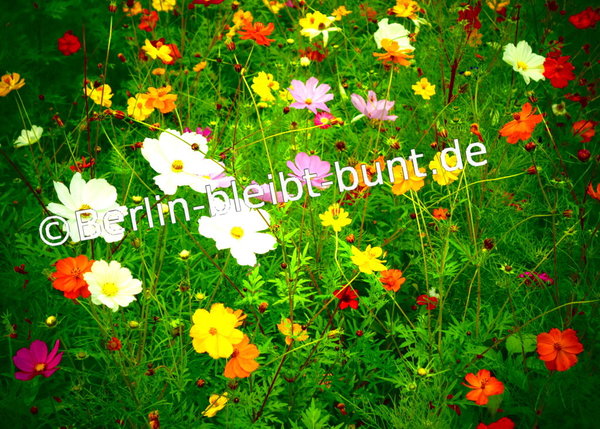 Blumen Postkarte B-082